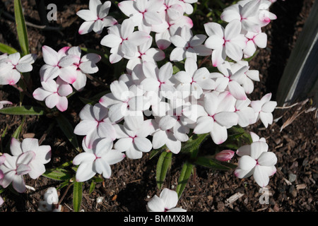 Rhodohypoxis picta close up of flowers Banque D'Images