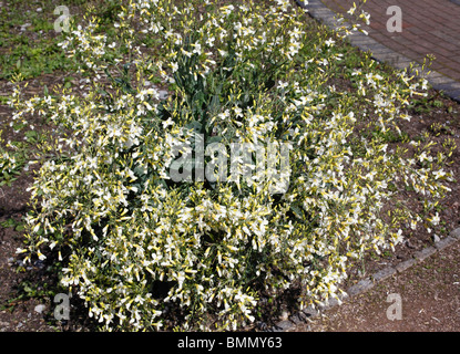 Chou sauvage (Brassica oleracea) plante en fleur Banque D'Images
