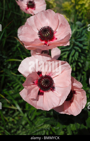 Orintal pavot (Papaver orientale cedric morris) close up of flower Banque D'Images