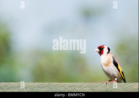 Chardonneret dans un jardin anglais. UK Banque D'Images