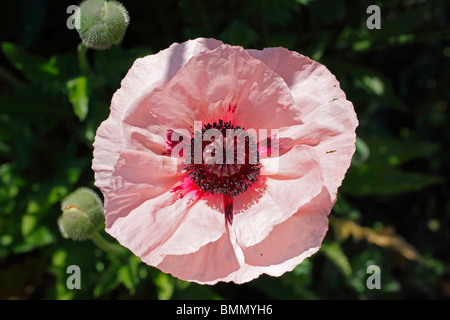 Pavot d'Orient (Papaver orientale Cedric Morris) close up of flower Banque D'Images