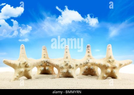 Rangée de coquillages sur la plage. Banque D'Images