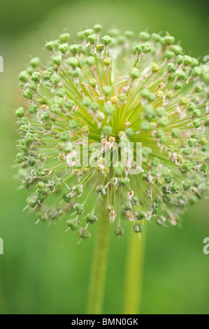 Allium giganteum, également connu sous le nom de l'Oignon géant Banque D'Images