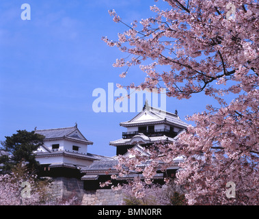 Matsuyama Castle et Fleur de cerisier, Ehime, Shikoku, Japon Banque D'Images