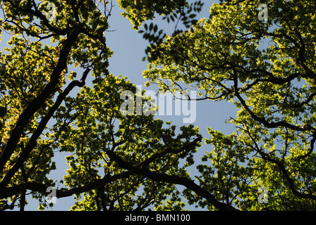 Caduques canopy, Dorset, Angleterre Banque D'Images