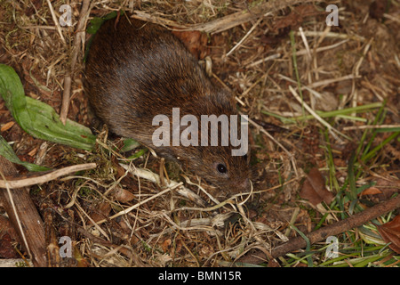 Queue courte domaine campagnol des champs (Microtus agrestis) venant de nest Banque D'Images