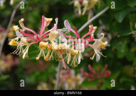Chèvrefeuille (Lonicera periclymenum) close up of flower Banque D'Images