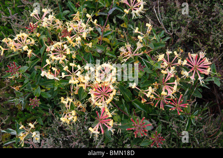 Chèvrefeuille (Lonicera periclymenum) plante en fleur Banque D'Images