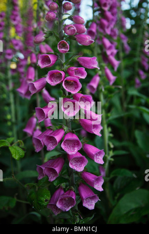 La digitale pourpre (Digitalis purpurea) close up of flower Banque D'Images