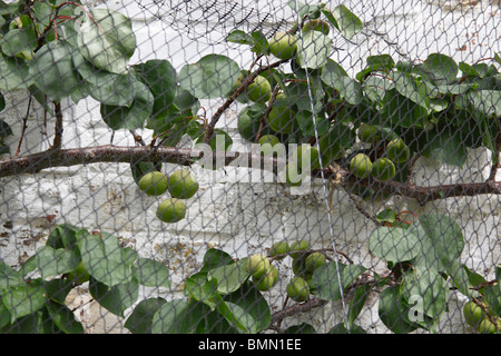 Aoricot (Prunus armeniaca) Moorpark mûrissement sur tree derrière filet de protection Banque D'Images