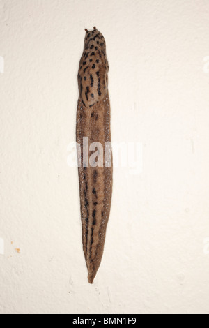 Leopard slug (Limax maximus) ramper jusqu'wall Banque D'Images