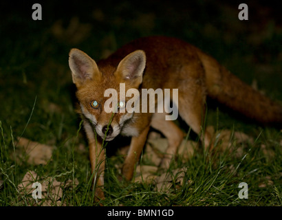 EUROPEAN red fox (Vulpes vulpes) en jardin urbain la nuit, dans le sud de Londres, au Royaume-Uni. Banque D'Images
