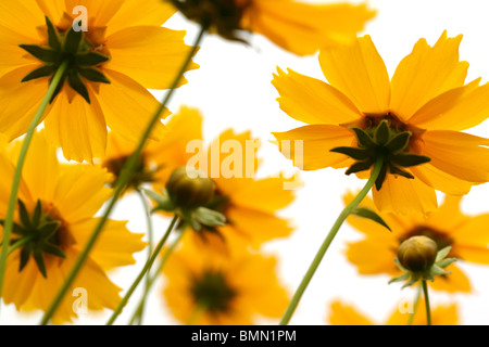 Black-eyed Susan,Fleurs isolé sur blanc. Banque D'Images