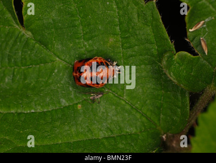 Septième place ladybird (coccinella 7 punctata) chrysalide on leaf Banque D'Images