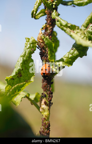 Septième place ladybird (Coccinella 7 punctata) manger les pucerons Banque D'Images