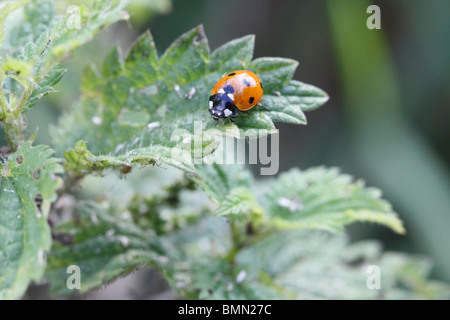 Septième place ladybird (Coccinella 7 punctata) alimentation adultes Banque D'Images
