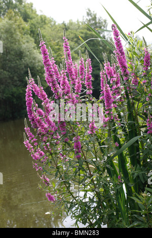 La Salicaire (Lythrum salicaria) floraison des plantes au bord de l'eau Banque D'Images