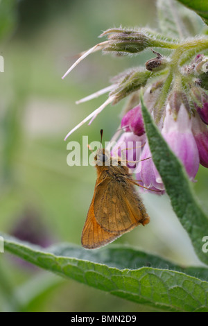 Grand skipper (Ochlodes venata) mâle sur la grande consoude Banque D'Images
