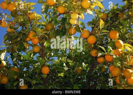 Arbre généalogique des oranges dans la Plaza de la Victoria, la Plaza de la Victoria, Estepa, Province de Séville, Andalousie, Espagne, Europe de l'Ouest. Banque D'Images