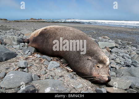 Lion de mer à crête décédé 'Bull' , plage. Banque D'Images