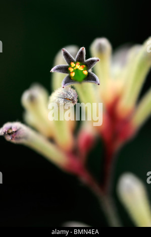 Anigozanthos flavidus fleur fleur plante australienne tall yellow kangaroo paw vivaces catspaw Banque D'Images