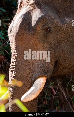 Visage d'un éléphant, Maesa Elephant Camp, Chiang Mai, Thaïlande. Banque D'Images