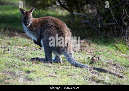 Wallaby de Bennett dans le parc national de Narawntapu, au nord-est de la Tasmanie Banque D'Images