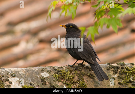 Blackbird, Turdus merula, homme de garden wall, Norfolk Banque D'Images