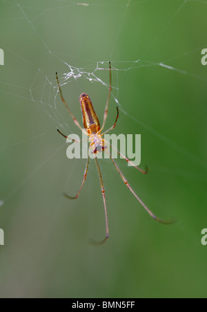Orb Weaver plate longue commune, araignée Tetragnatha extensa, Tetragnathidae. Du dessous, le spinning web. Banque D'Images