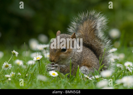 L'Écureuil gris (Sciurus carolinensis), l'alimentation des jeunes dresse daisies, Norfolk Banque D'Images