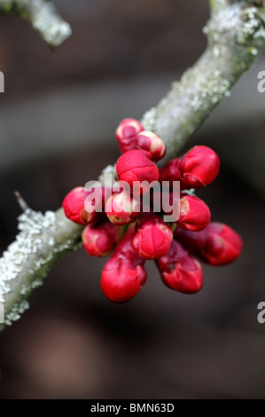 Flowering quince Chaenomeles x superba hollandia arbuste robuste cultivar fleur fleurs printemps rouge fleur Banque D'Images