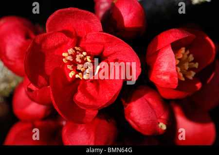 Flowering quince Chaenomeles x superba hollandia arbuste robuste cultivar fleur fleurs printemps rouge fleur Banque D'Images