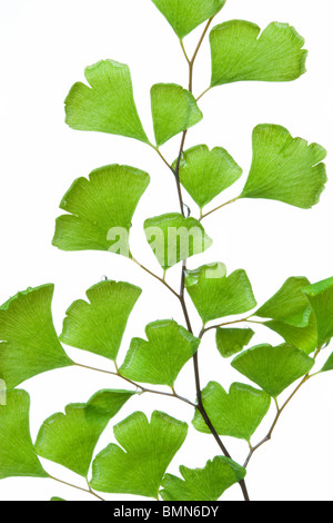 Maidenhair Fern Adiantum ou feuilles sur fond blanc Banque D'Images