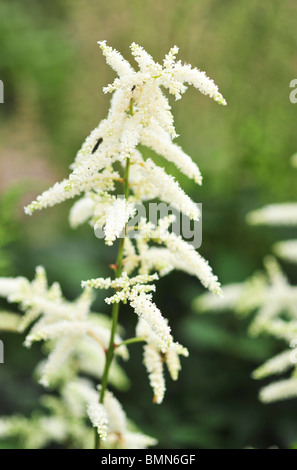 Astilbe Arendsii reine blanche Banque D'Images