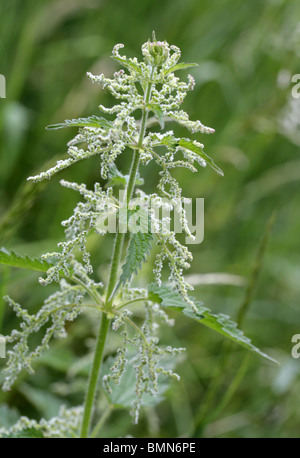 L'ortie femelle en fleur, Urtica dioica, Urticacées Banque D'Images