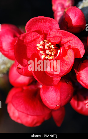 Flowering quince Chaenomeles x superba hollandia arbuste robuste cultivar fleur fleurs printemps rouge fleur Banque D'Images