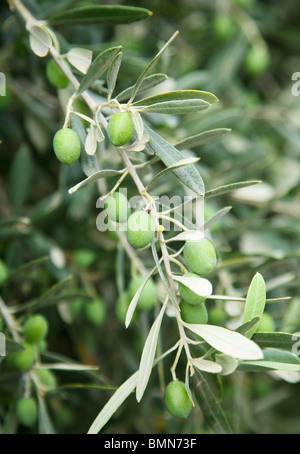 Avec la direction générale d'olives vertes sur l'arbre