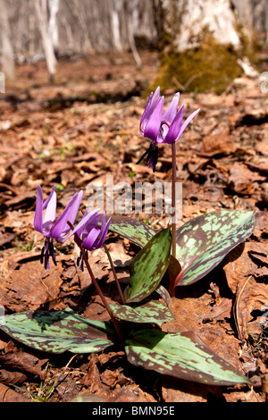 Katakuri no hana ou Dent de chien, Violet (Erythronium japonicum) en fleurs jusqu'à la forêts montagneuses de sanctuaire Togakushi, au Japon. Banque D'Images