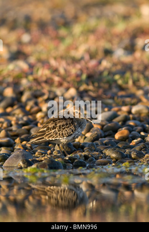 Le Bécasseau variable (Calidris alpina), camouflé à shingle bank, Norfolk Banque D'Images