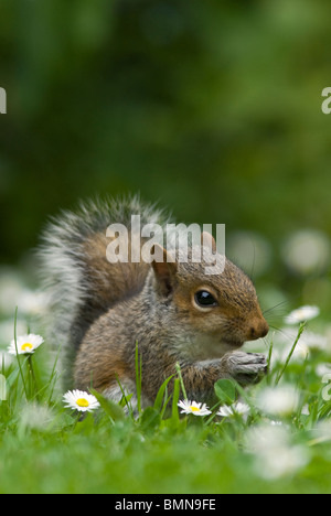 L'Écureuil gris (Sciurus carolinensis), l'alimentation des jeunes parmi les marguerites, Norfolk Banque D'Images