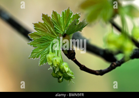 Acer x coriaceum 'Macrophyllum' (A. monspessulanum x A. pseudoplatanus) acer danois bouton floral fleur printemps Banque D'Images