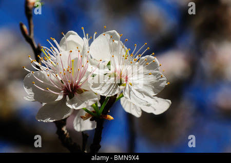 Fleurs de prunier mexicain Banque D'Images