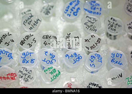 Tubes Eppendorf en chambre froide avec des plasmides d'ADN modifiés Banque D'Images