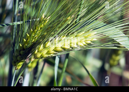 L'orge, le Centre de l'Alberta, Canada Banque D'Images
