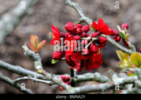 Flowering quince Chaenomeles x superba hollandia arbuste robuste cultivar fleur fleurs printemps rouge fleur Banque D'Images