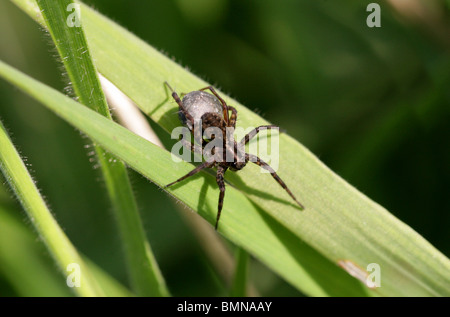 Wolf Spider femelle avec oeuf Sack, Lycosidae Pardosa lugubris, wolf (araignées), les araignées (araignées), arachnides Banque D'Images