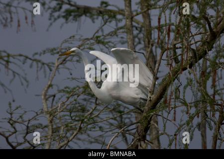 Grande Aigrette (Casmerodius albus) Perché sur tree top - Louisiane - USA Banque D'Images