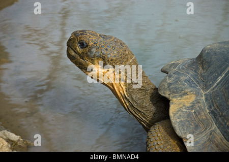 Galapagos Giant Tortoise, le Zoo de Londres. Banque D'Images