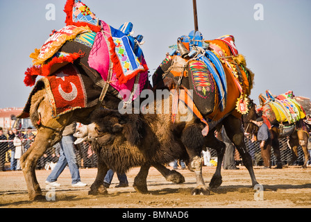 Homme turc avec camel prêts à se battre, Ayvalik, Turquie, Asie Banque D'Images