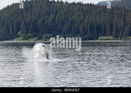 Humpback Whale breaching off Point Icy Straits Alaska 8 Banque D'Images